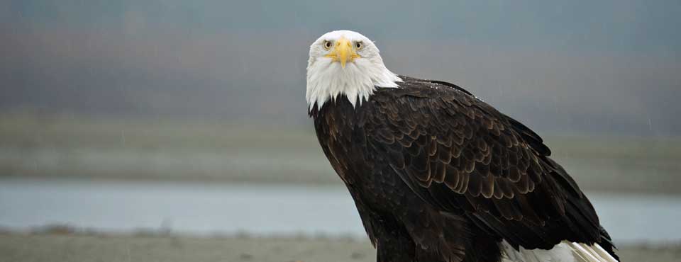 Wildlife in Haines, Alaska - Alaska's Inside Passage